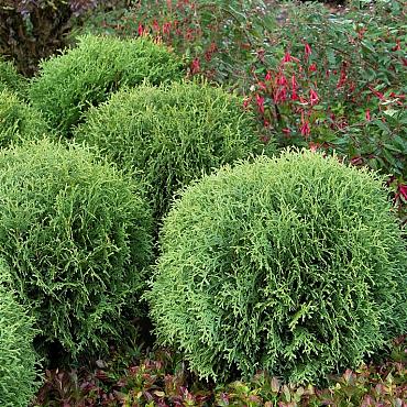 Thuja occ. 'Little Giant'