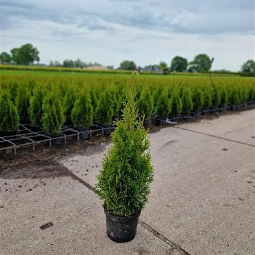 Thuja occ. 'Smaragd'