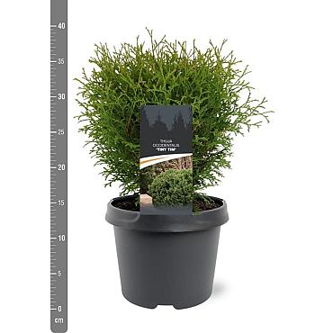 Thuja occ. 'Tiny Tim'
