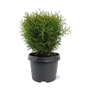 Thuja occ. 'Tiny Tim'