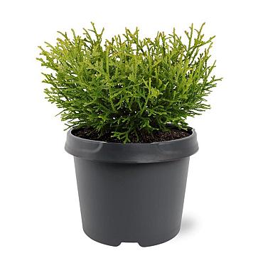 Thujopsis dolabrata 'Nana'