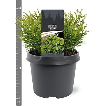 Thujopsis dolabrata 'Nana'