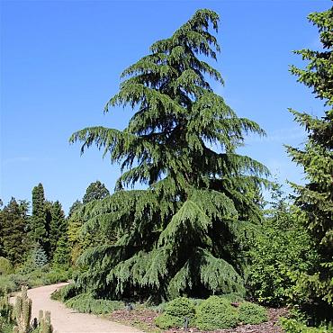 Cedrus deodara