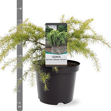 Cedrus deod. 'Golden Horizon'