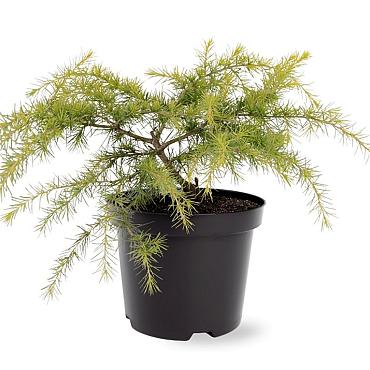 Cedrus deod. 'Golden Horizon'