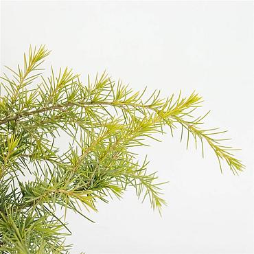 Cedrus deod. 'Golden Horizon'