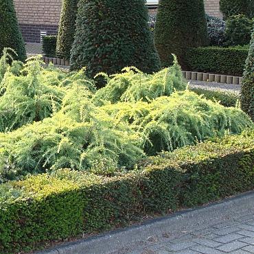 Cedrus deod. 'Golden Horizon'