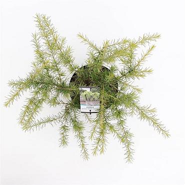 Cedrus deod. 'Golden Horizon'