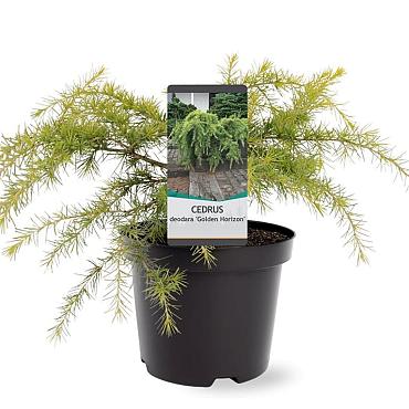 Cedrus deod. 'Golden Horizon'