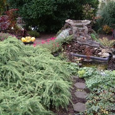 Cedrus deod. 'Golden Horizon'