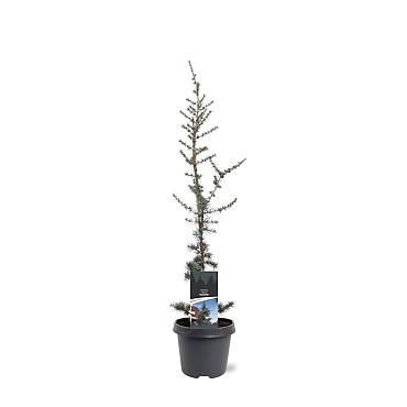 Cedrus l. 'Glauca'
