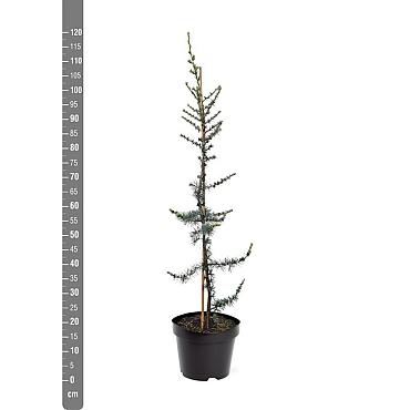 Cedrus l. 'Glauca'