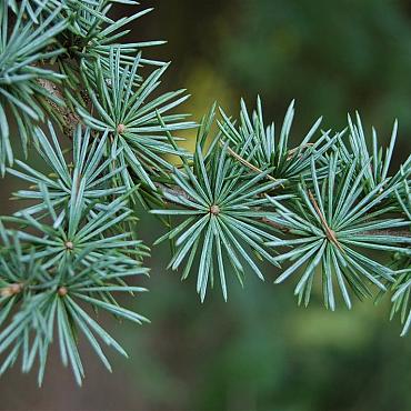 Cedrus l. 'Glauca'