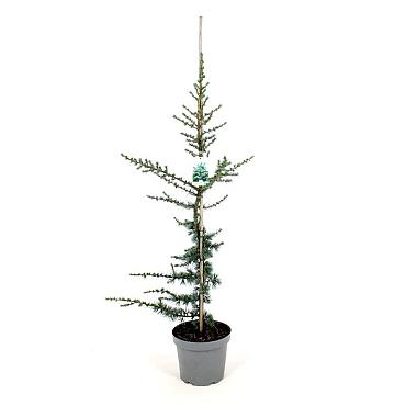 Cedrus l. 'Glauca'