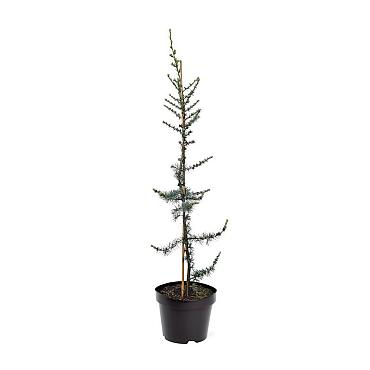 Cedrus l. 'Glauca'