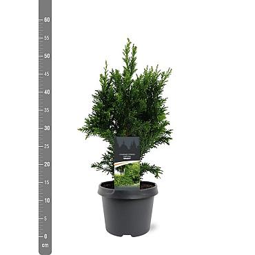 Chamaecyparis o. 'Drath'