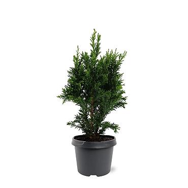 Chamaecyparis o. 'Drath'