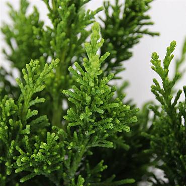 Chamaecyparis o. 'Drath'