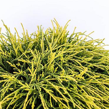 Chamaecyparis p. 'Sungold'
