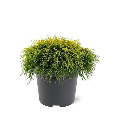 Chamaecyparis p. 'Sungold'