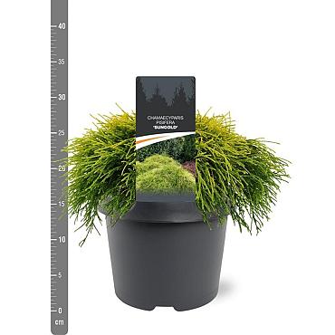 Chamaecyparis p. 'Sungold'