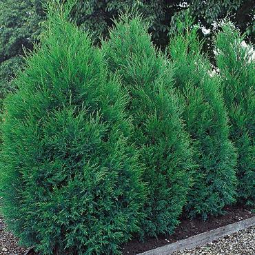 Cupressocyparis l. 'Blue Jeans'