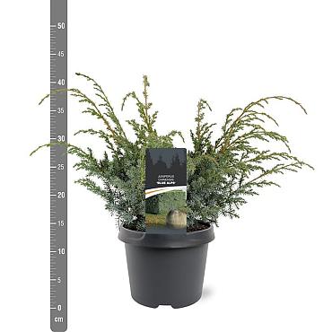 Juniperus chin. 'Blue Alps'