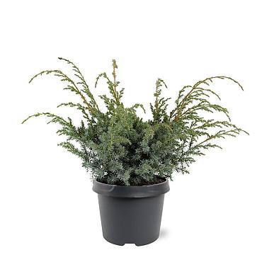 Juniperus chin. 'Blue Alps'