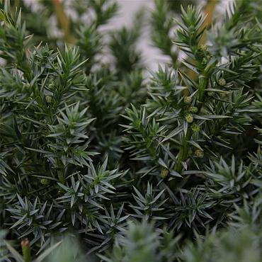 Juniperus chin. 'Blue Alps'