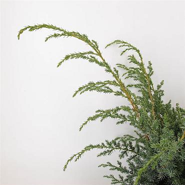Juniperus chin. 'Blue Alps'