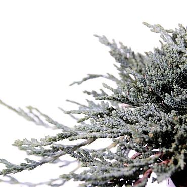 Juniperus h. Icee Blue