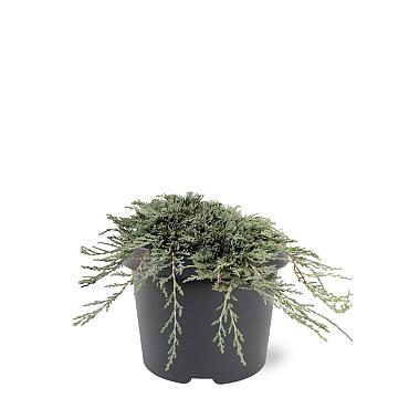 Juniperus h. Icee Blue