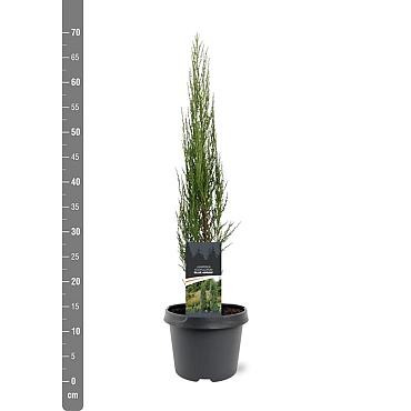 Juniperus s. 'Blue Arrow'