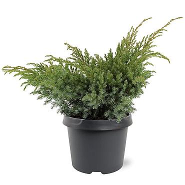 Juniperus squamata 'Blue Swede'