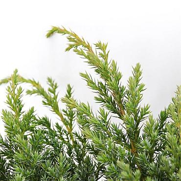 Juniperus squamata 'Blue Swede'