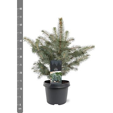 Picea pung. Glauca Group