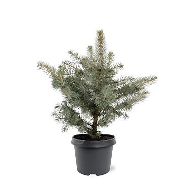 Picea pung. Glauca Group