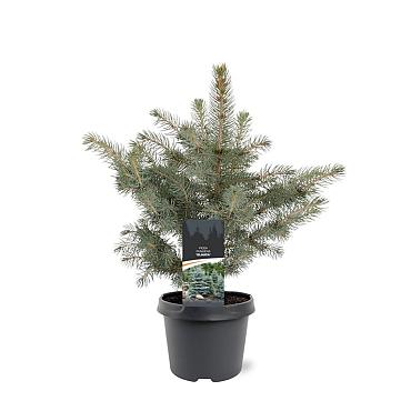 Picea pungens glauca