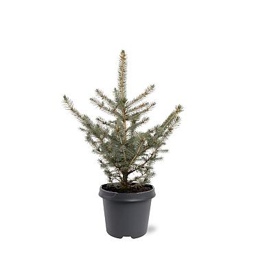 Picea pung. Glauca Group