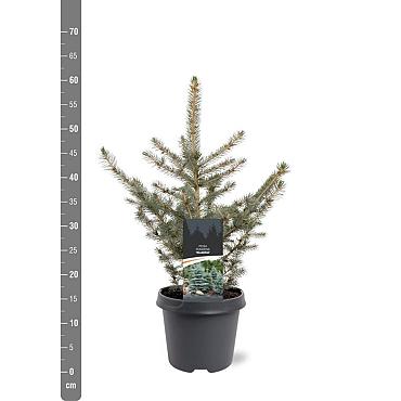 Picea pung. Glauca Group