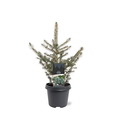 Picea pung. Glauca Group