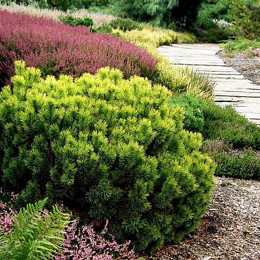 Pinus mugo 'Winter Gold'