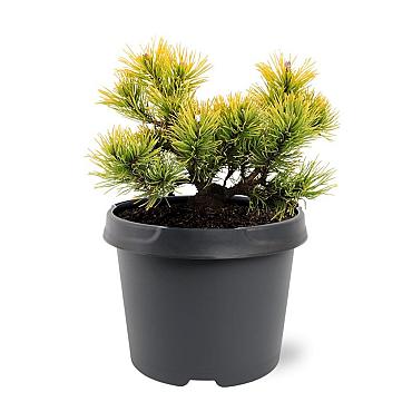 Pinus mugo 'Winter Gold'
