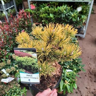 Pinus mugo 'Winter Gold'