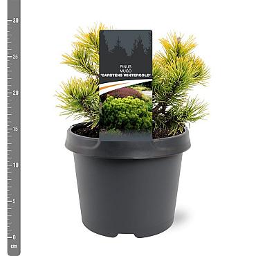 Pinus mugo 'Winter Gold'