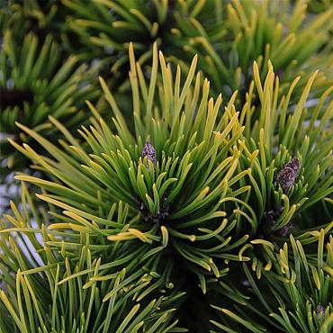 Pinus mugo 'Winter Gold'