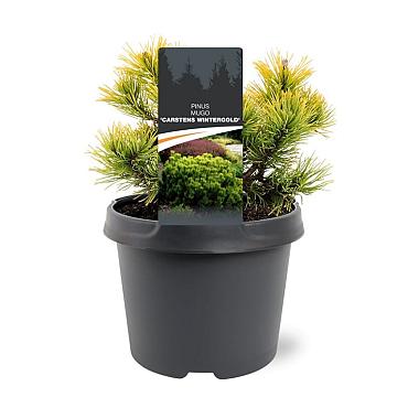 Pinus mugo 'Winter Gold'