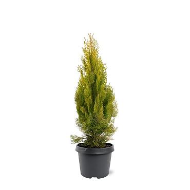 Platycladus or. 'Pyramidalis Aurea'