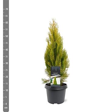 Platycladus or. 'Pyramidalis Aurea'