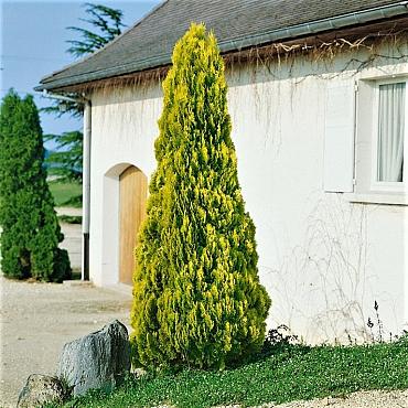 Platycladus or. 'Pyramidalis Aurea'
